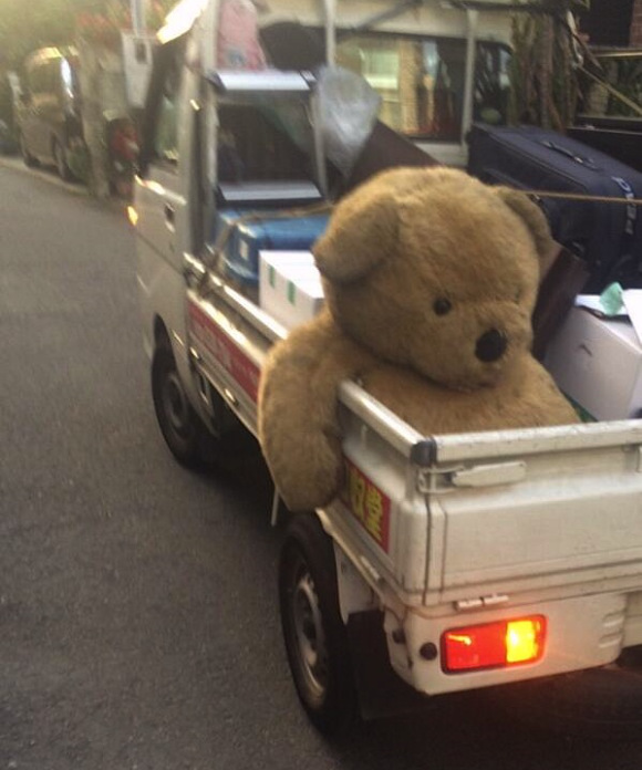 bear-in-truck